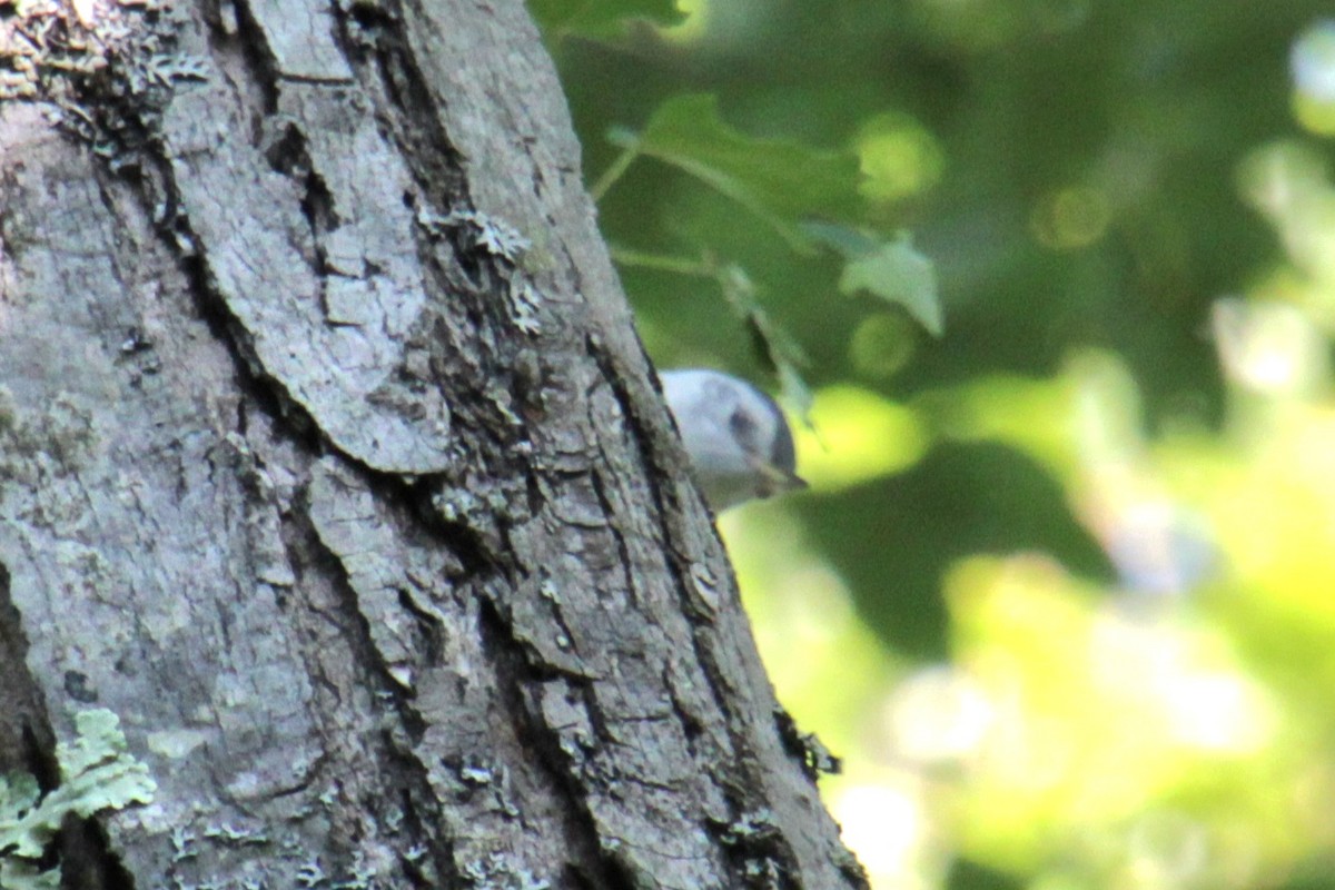 White-breasted Nuthatch (Eastern) - ML620356864