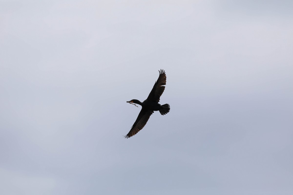 Double-crested Cormorant - ML620356868