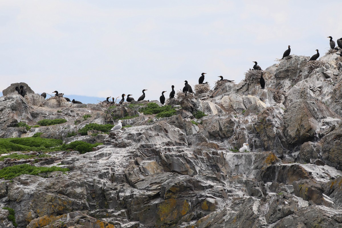 Double-crested Cormorant - ML620356869