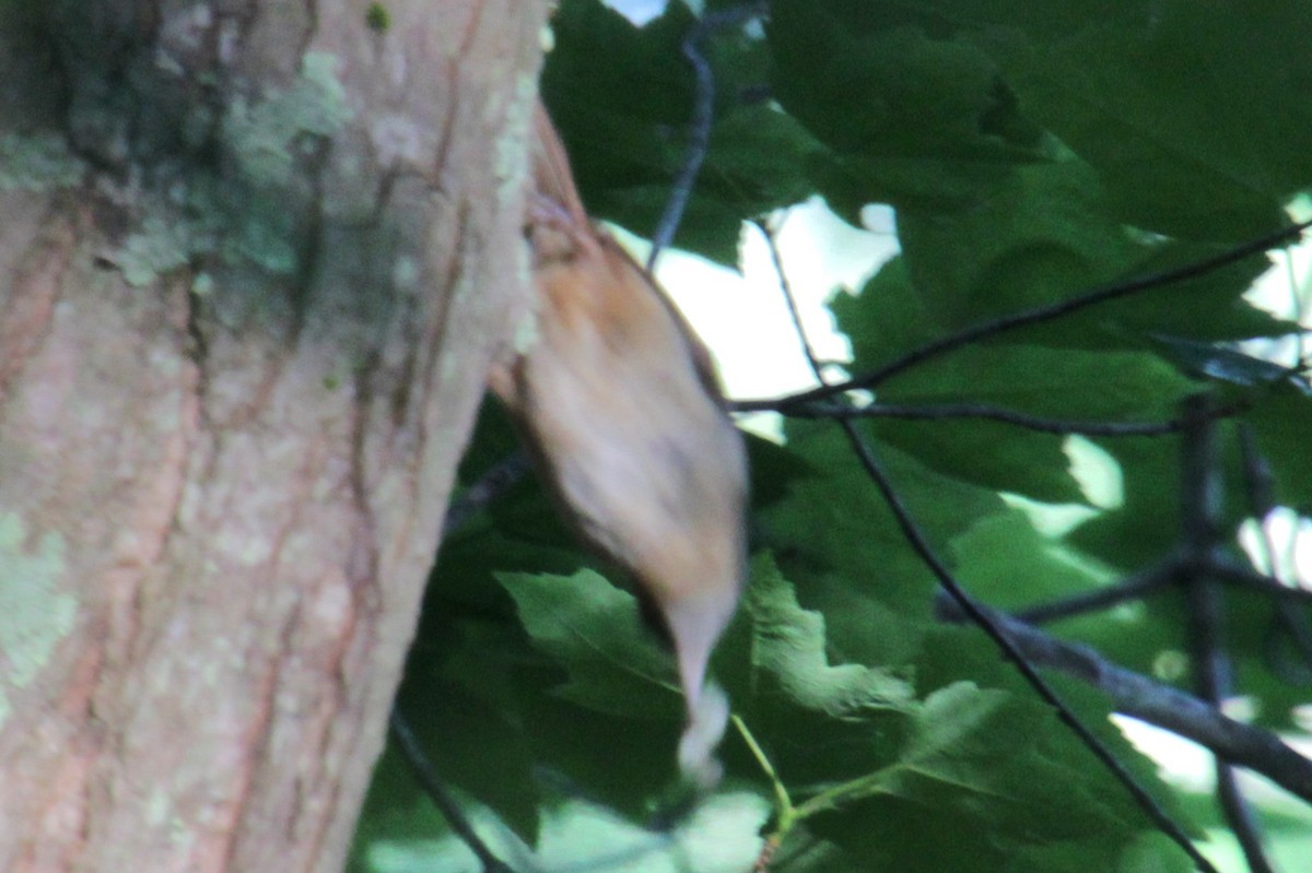 Carolina Wren - ML620356876