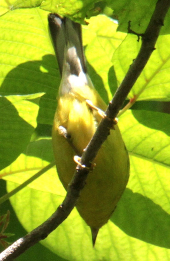 Blue-winged Warbler - ML620356887