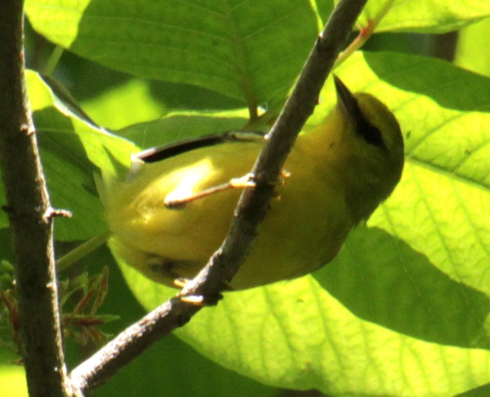 Blue-winged Warbler - ML620356889