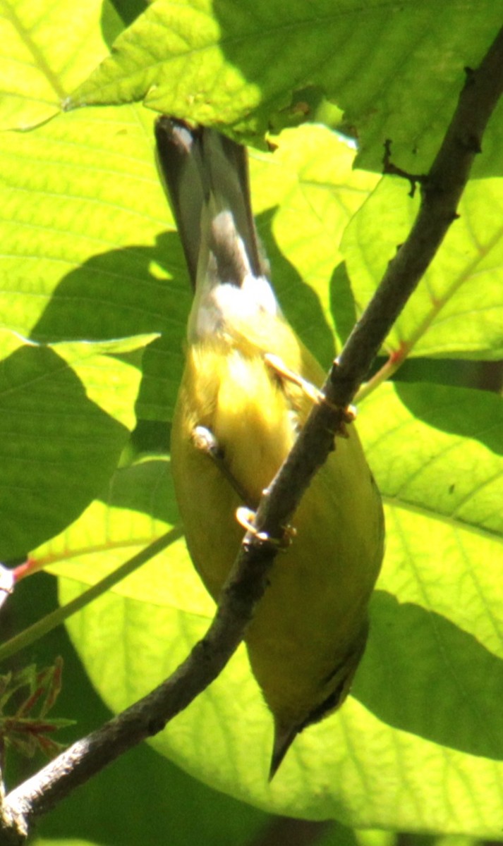 Blue-winged Warbler - ML620356890