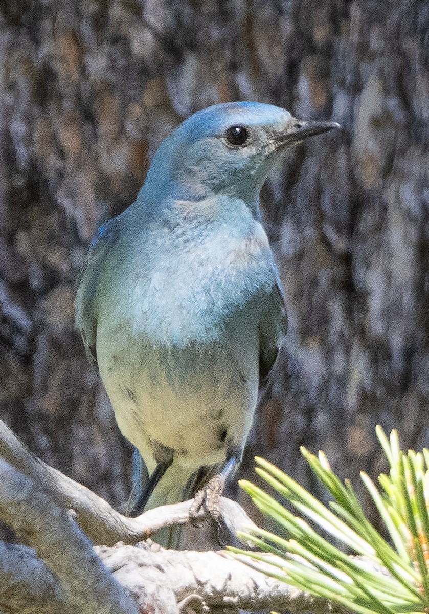 Mountain Bluebird - Sam Zuckerman