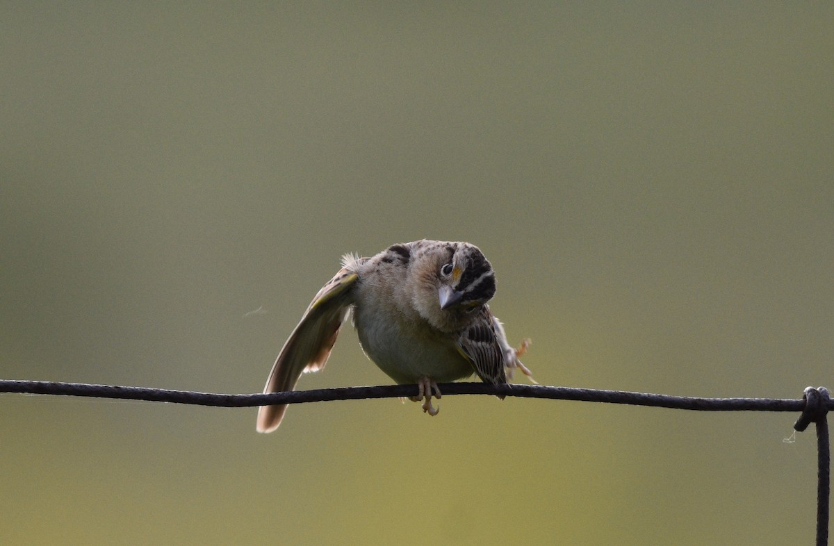 Grasshopper Sparrow - ML620356897