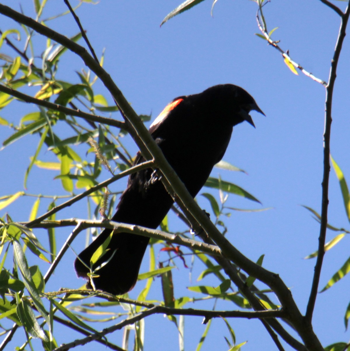 Red-winged Blackbird (Red-winged) - ML620356899