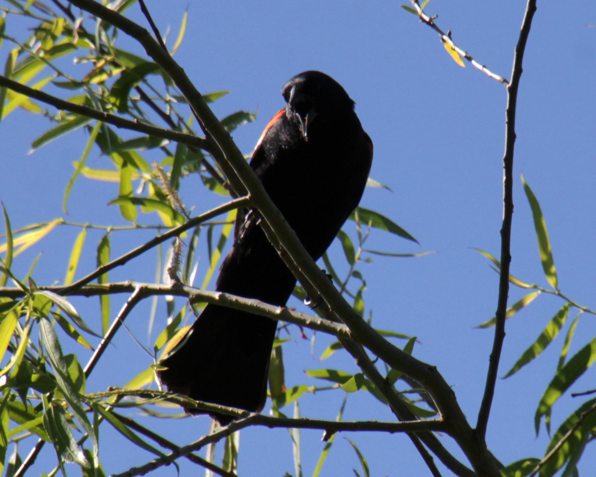 Al Kanatlı Karatavuk [phoeniceus grubu] - ML620356900