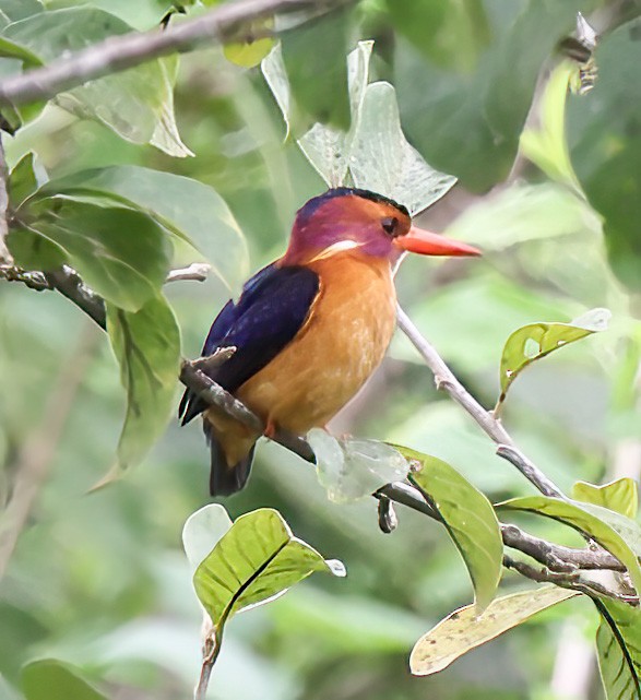 African Pygmy Kingfisher - Tom Driscoll