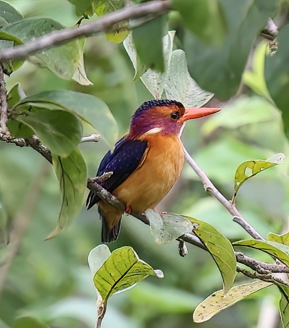 African Pygmy Kingfisher - ML620356908