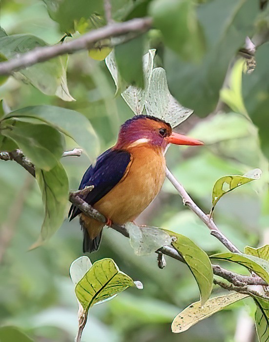 African Pygmy Kingfisher - ML620356909