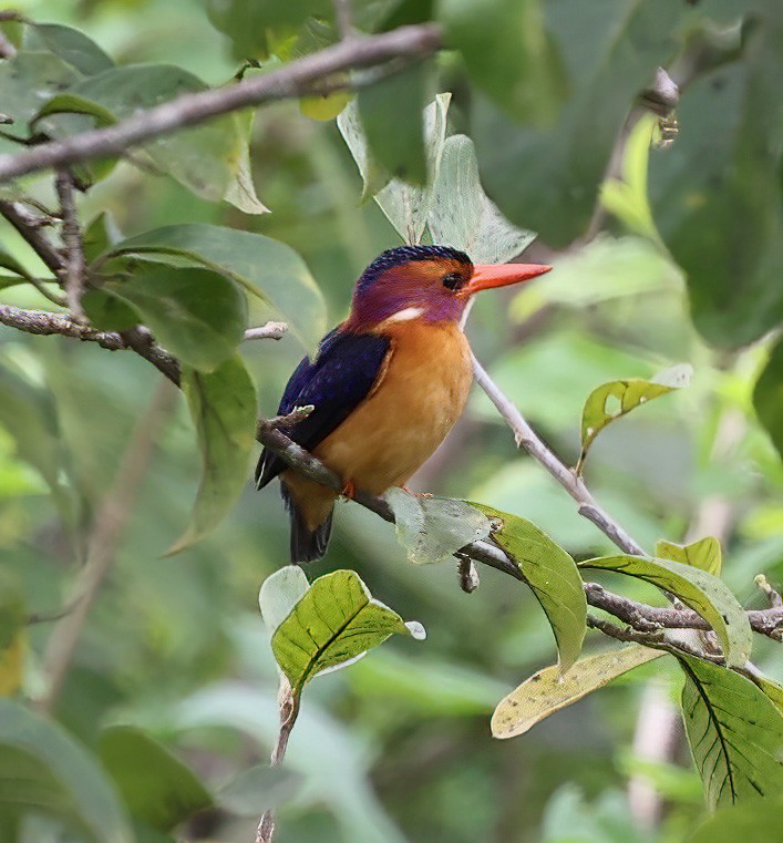 African Pygmy Kingfisher - ML620356910