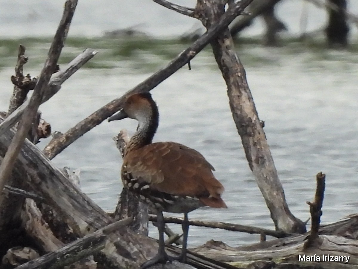 West Indian Whistling-Duck - Maria del R Irizarry Gonzalez