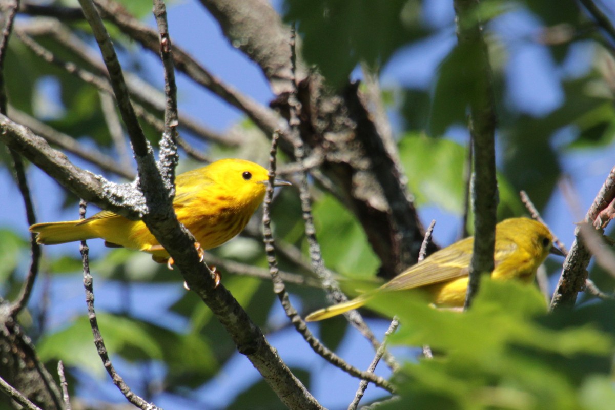 Yellow Warbler (Northern) - ML620356912