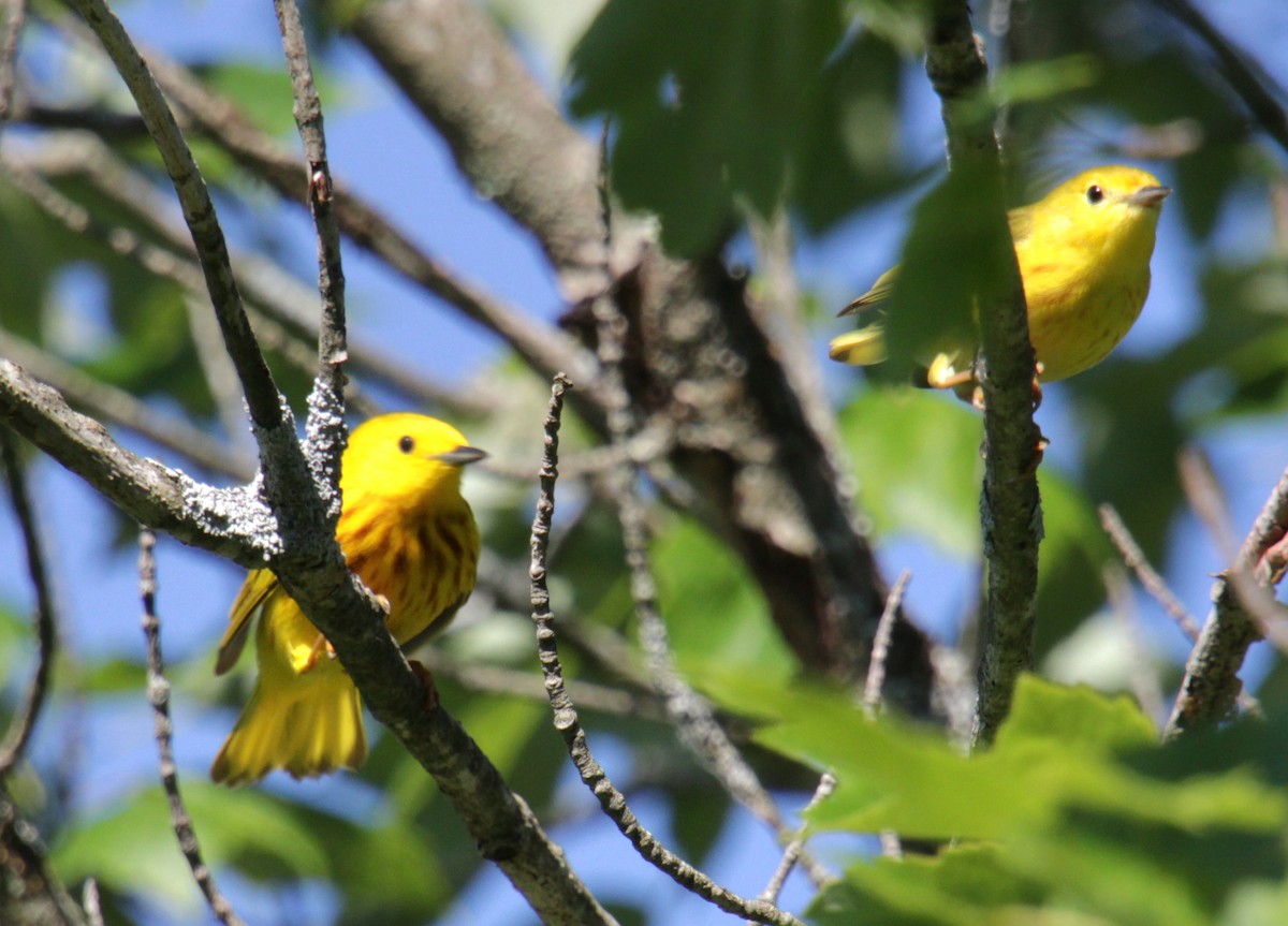 Yellow Warbler (Northern) - ML620356914