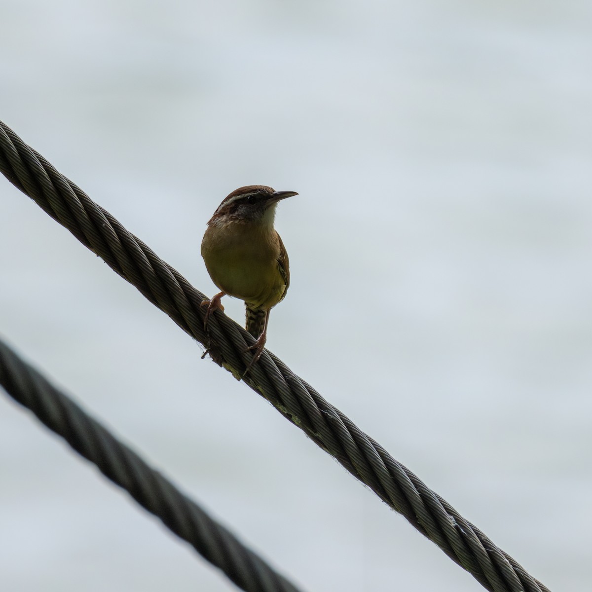 Carolina Wren - ML620356917