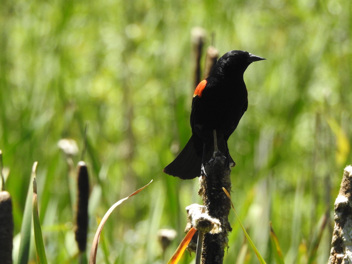 Red-winged Blackbird - ML620356920