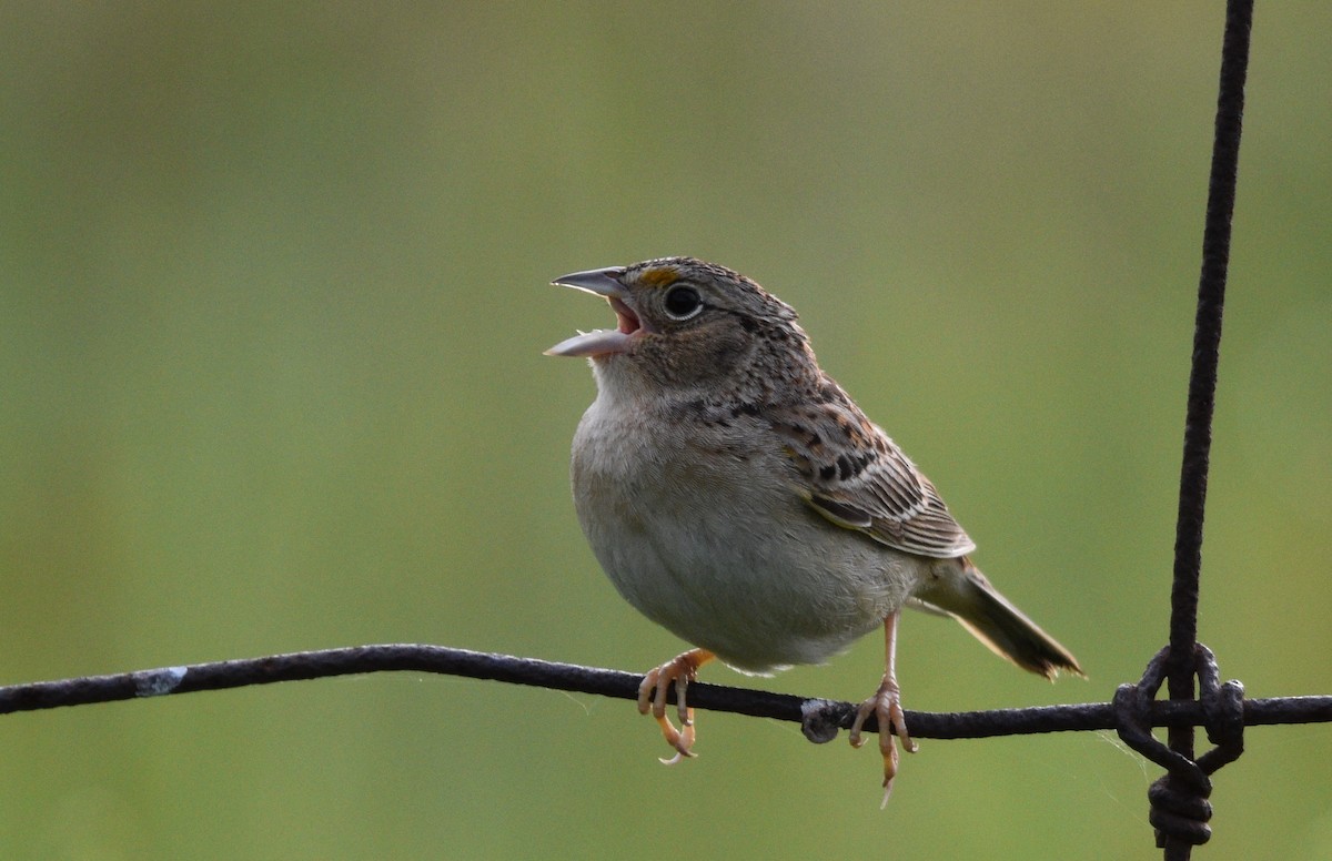 Grasshopper Sparrow - ML620356926