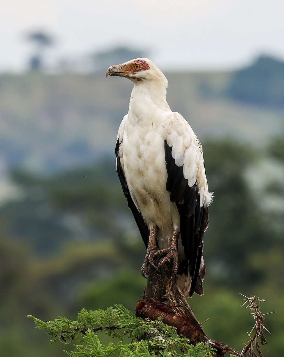 Palm-nut Vulture - Tom Driscoll