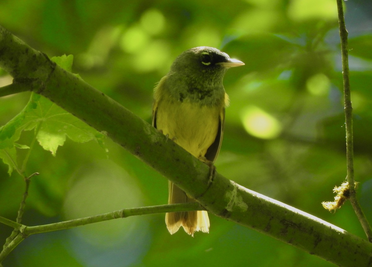 MacGillivray's Warbler - ML620356931