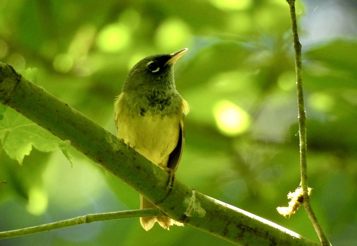 MacGillivray's Warbler - ML620356932