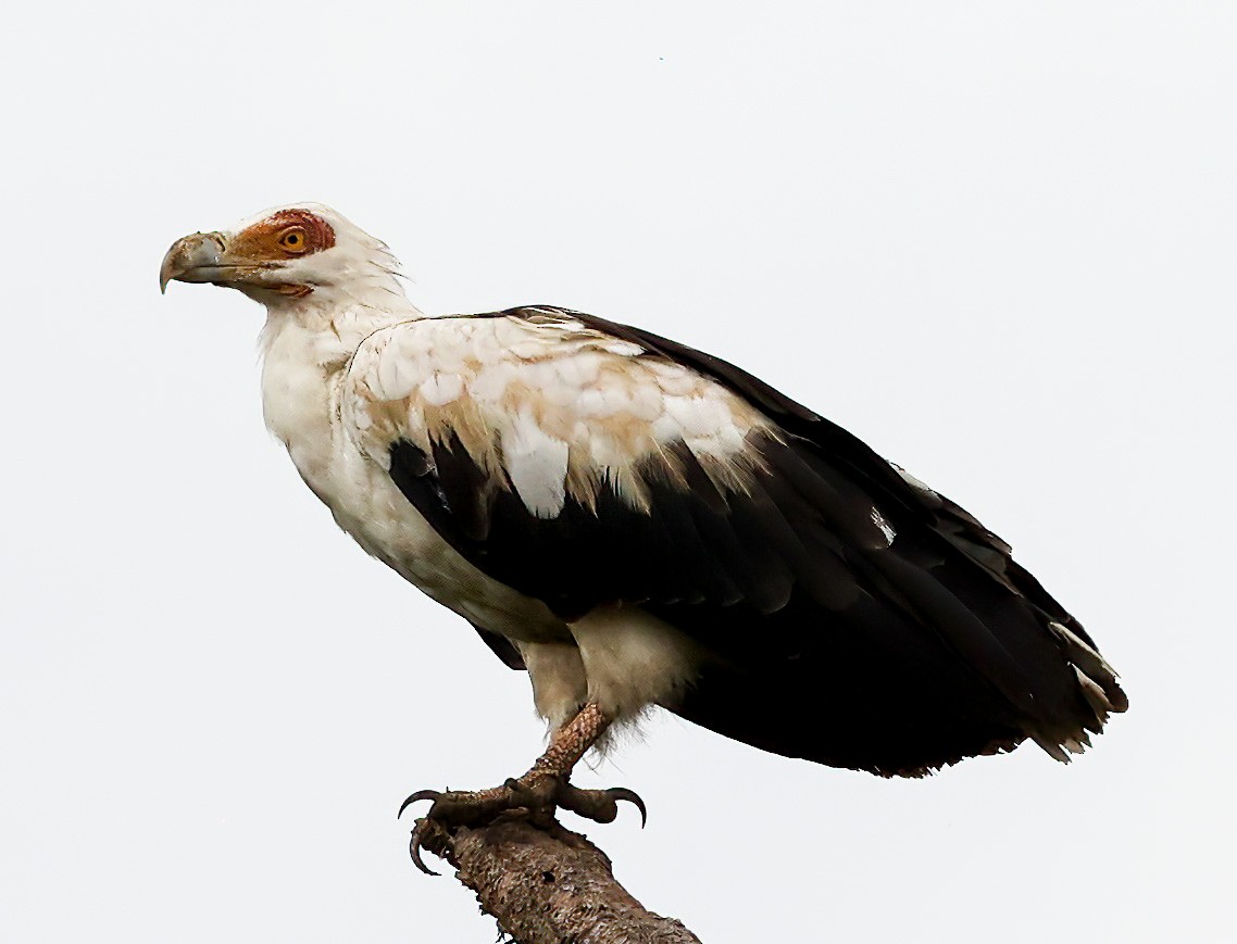 Palm-nut Vulture - ML620356940