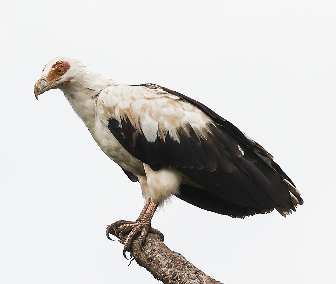 Palm-nut Vulture - ML620356941