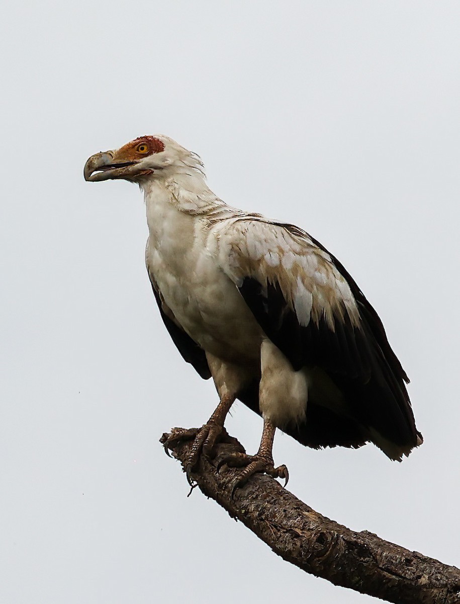 Palm-nut Vulture - ML620356942