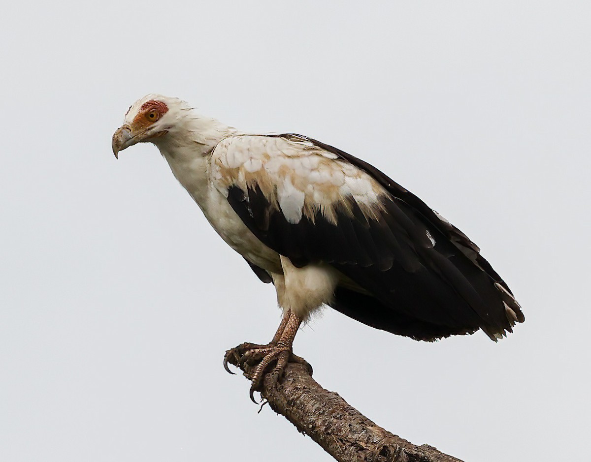 Palm-nut Vulture - ML620356943
