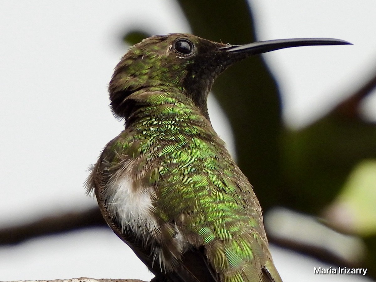 Puerto-Rico-Mangokolibri - ML620356944