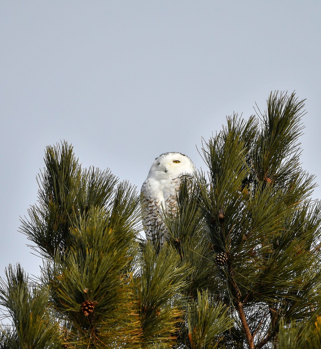 Snowy Owl - ML620356953