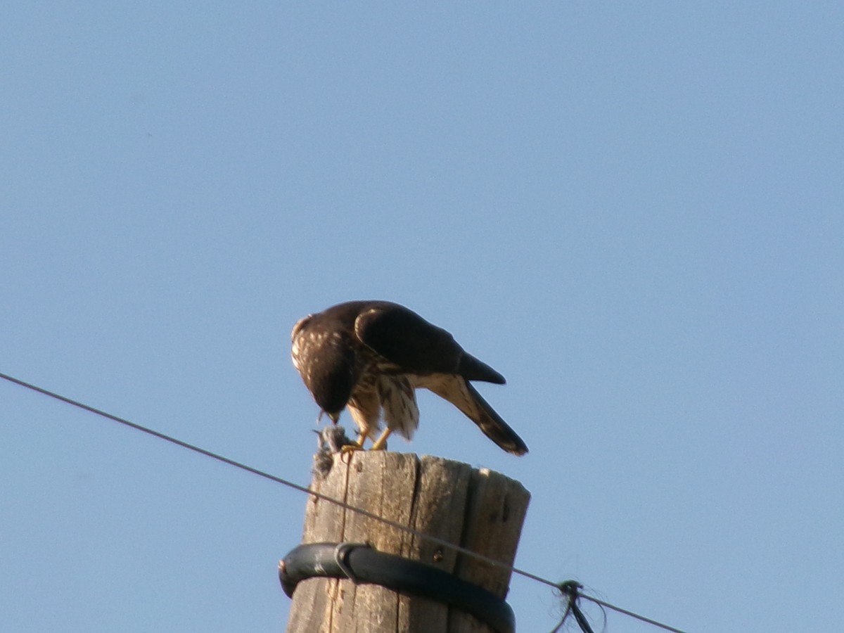 Prairie Falcon - ML620356958