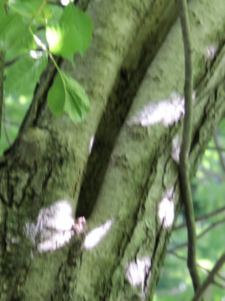 Tufted Titmouse - ML620356970