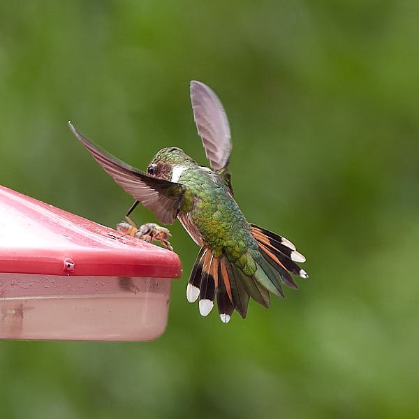 Scintillant Hummingbird - ML620356976