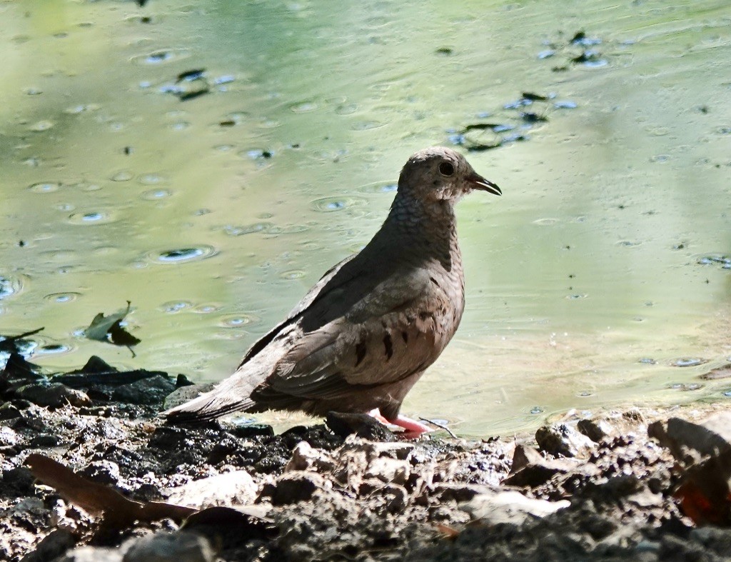 Common Ground Dove - ML620356983