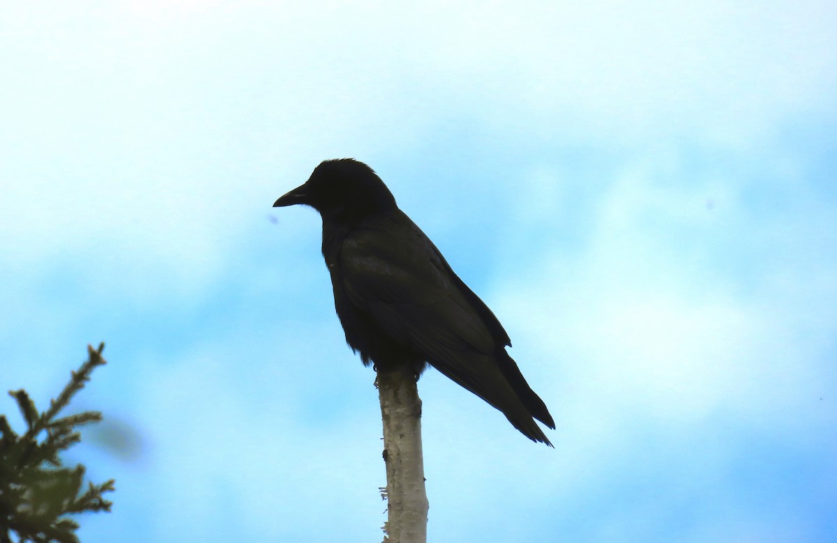 American Crow - ML620356984