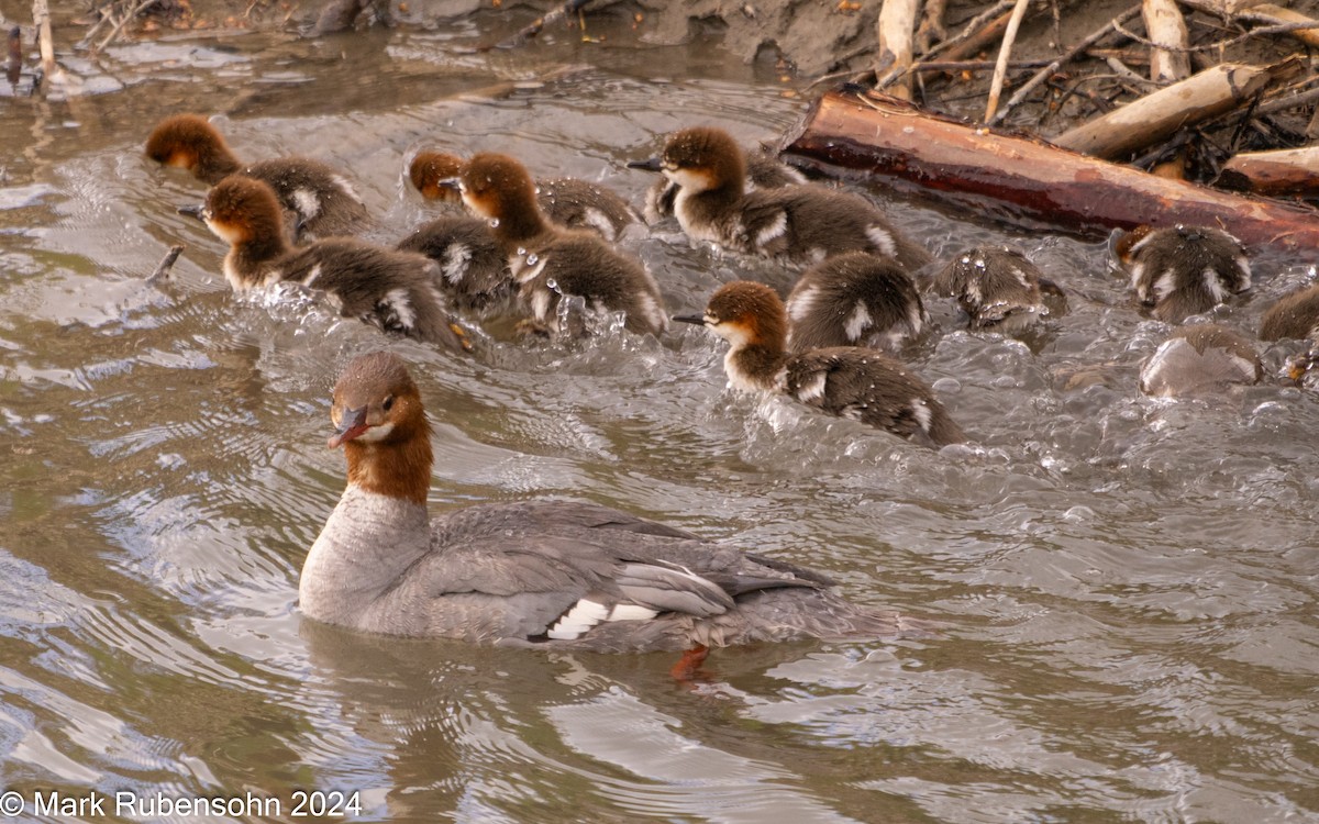 Common Merganser - ML620356987