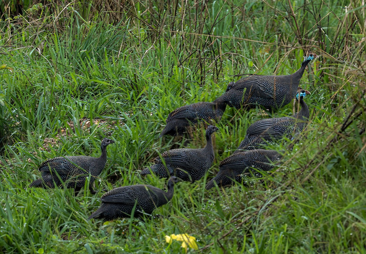 Helmeted Guineafowl - ML620356988