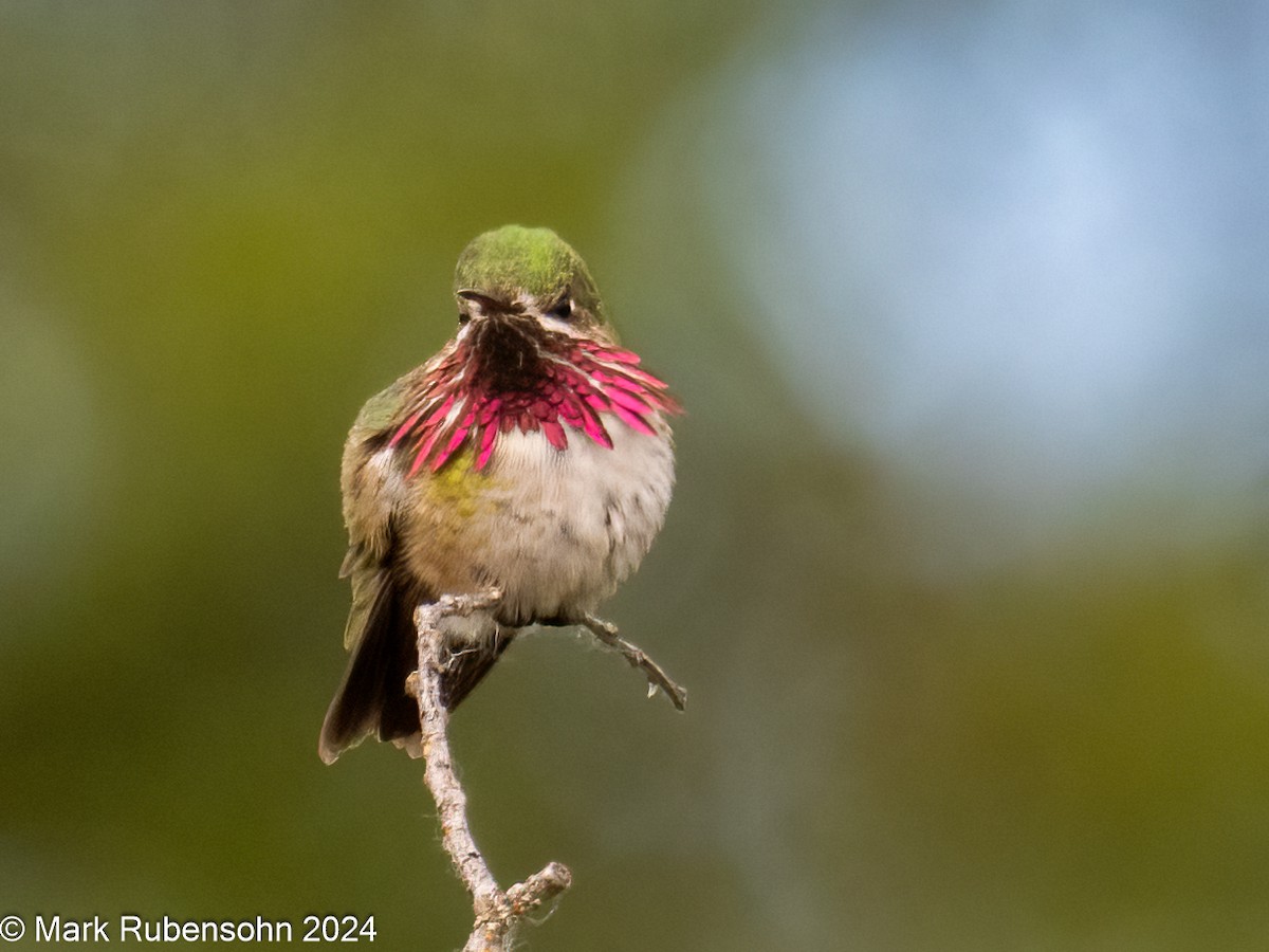 Calliope Hummingbird - ML620356995