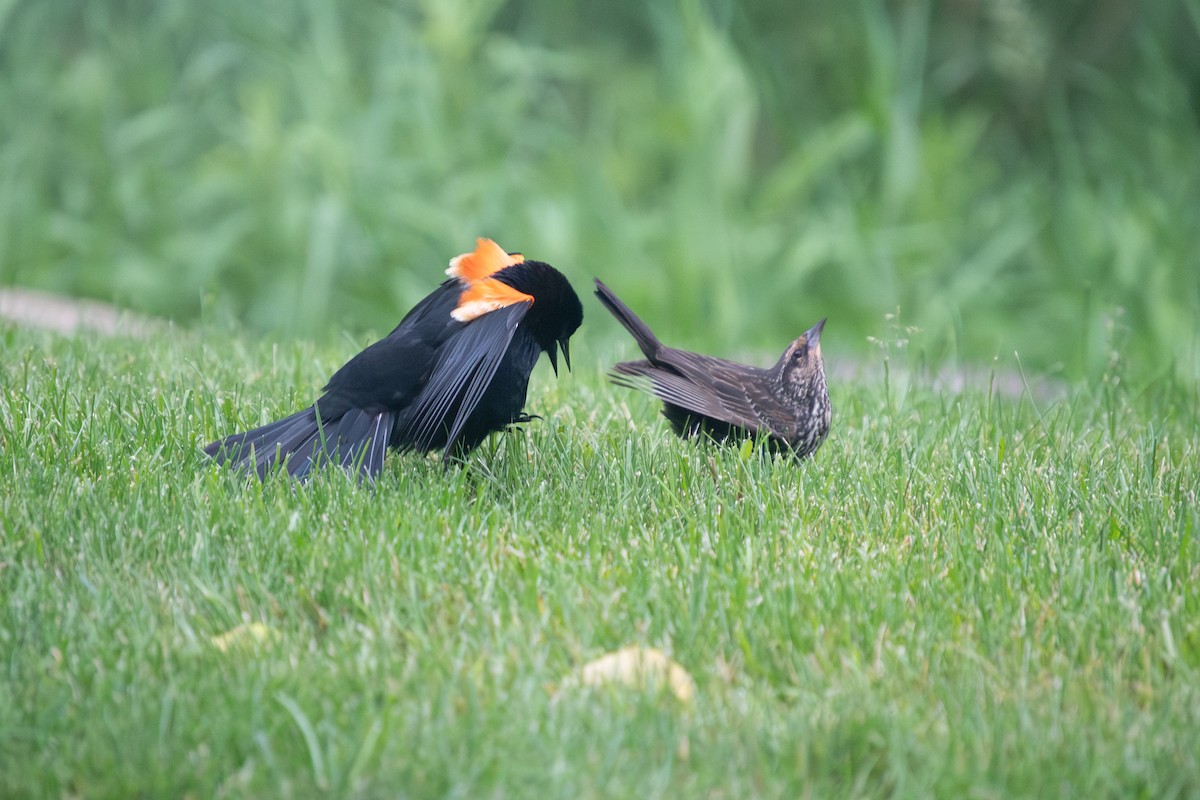 Red-winged Blackbird (Red-winged) - ML620357000
