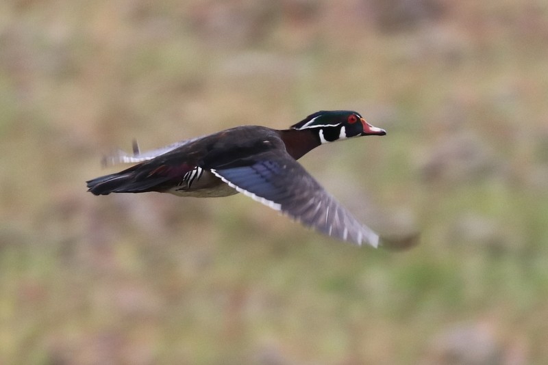 Wood Duck - ML620357003