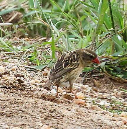 Red-billed Quelea - ML620357007