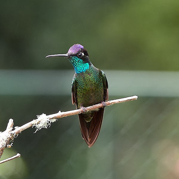 Colibri de la Talamanca - ML620357008