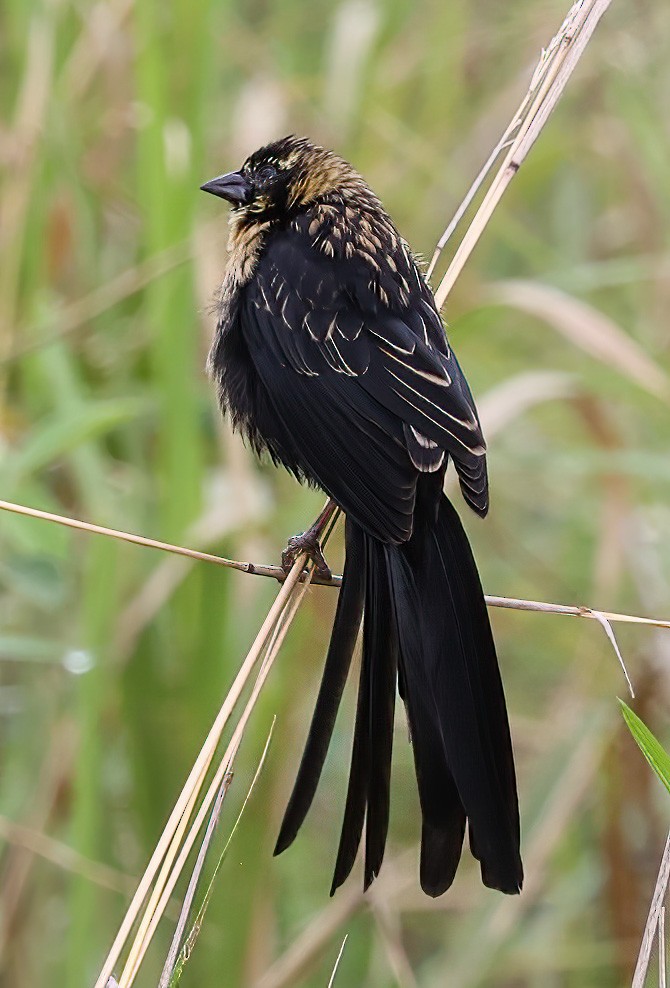 Red-collared Widowbird - ML620357018