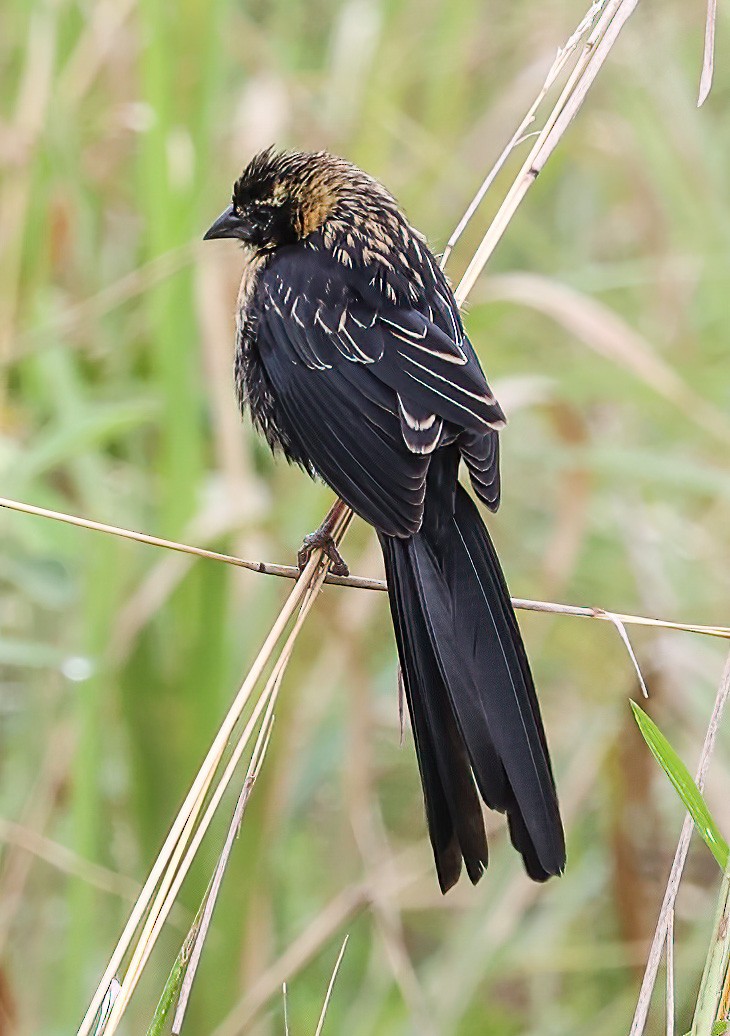 Red-collared Widowbird - ML620357019