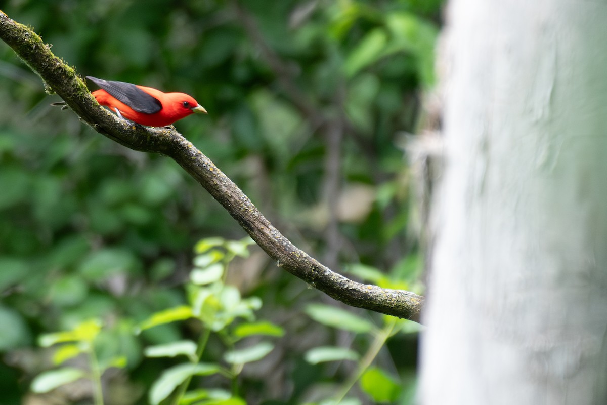 Scarlet Tanager - ML620357021