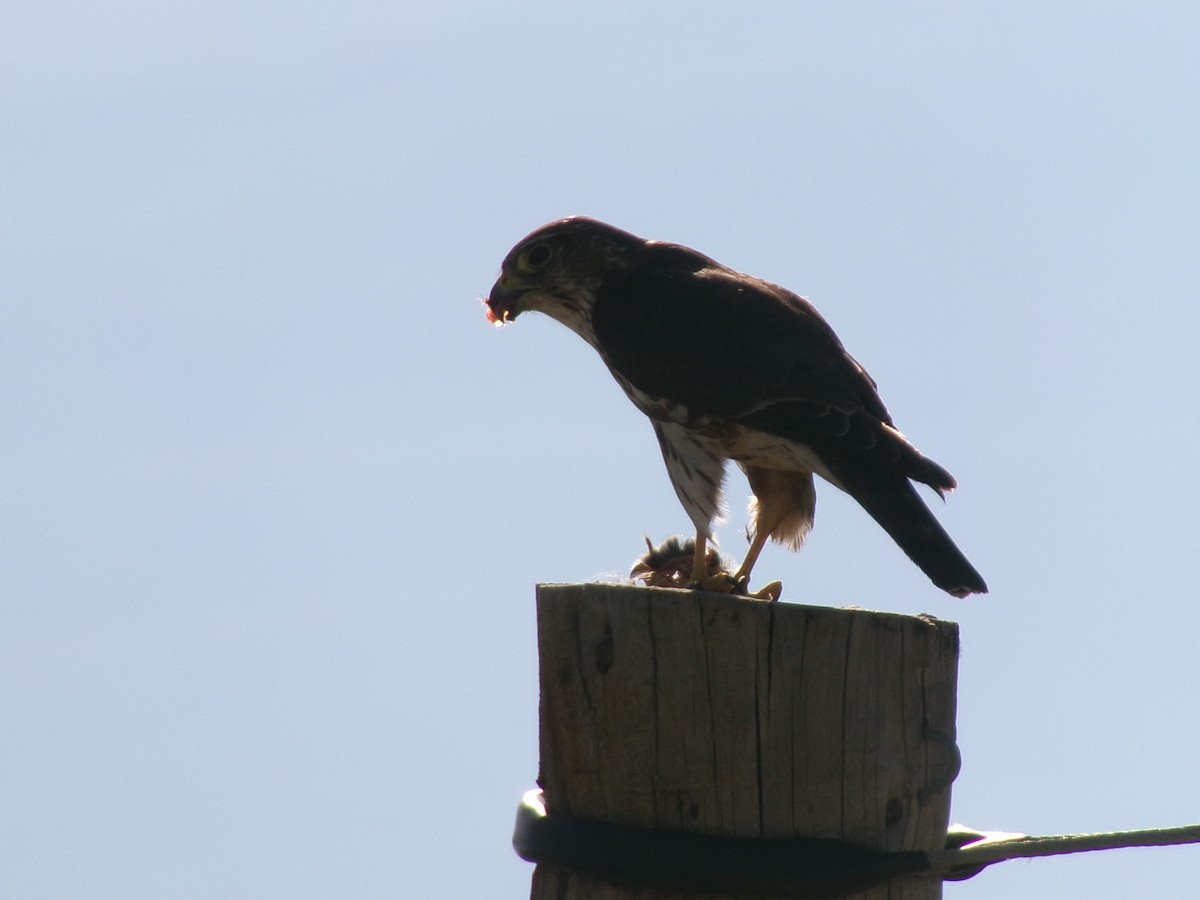 Prairie Falcon - ML620357026