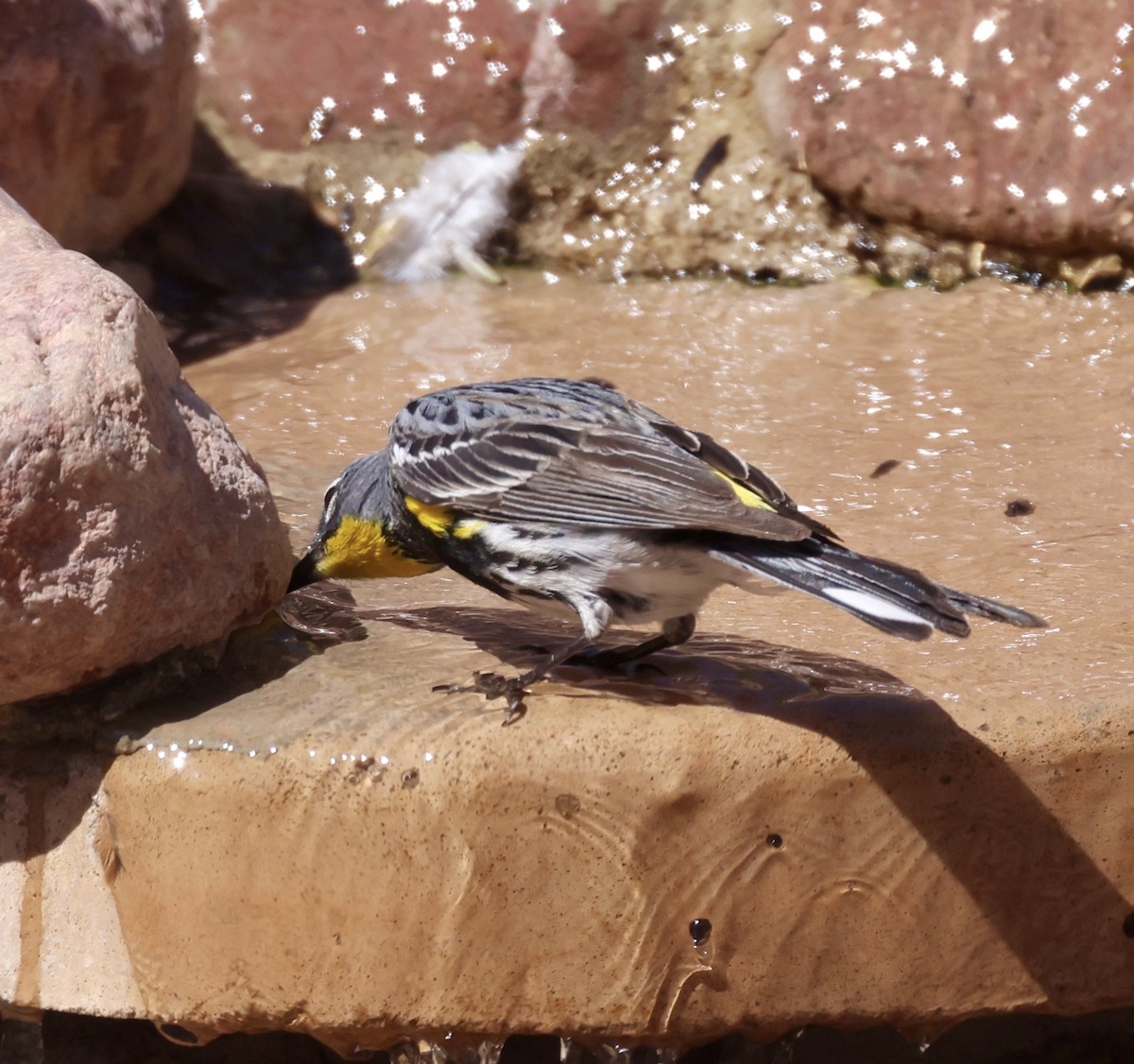 Yellow-rumped Warbler (Audubon's) - ML620357037