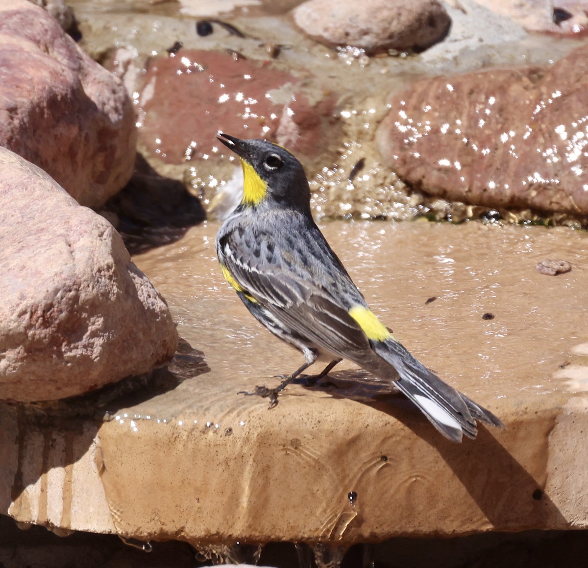 Yellow-rumped Warbler (Audubon's) - ML620357038