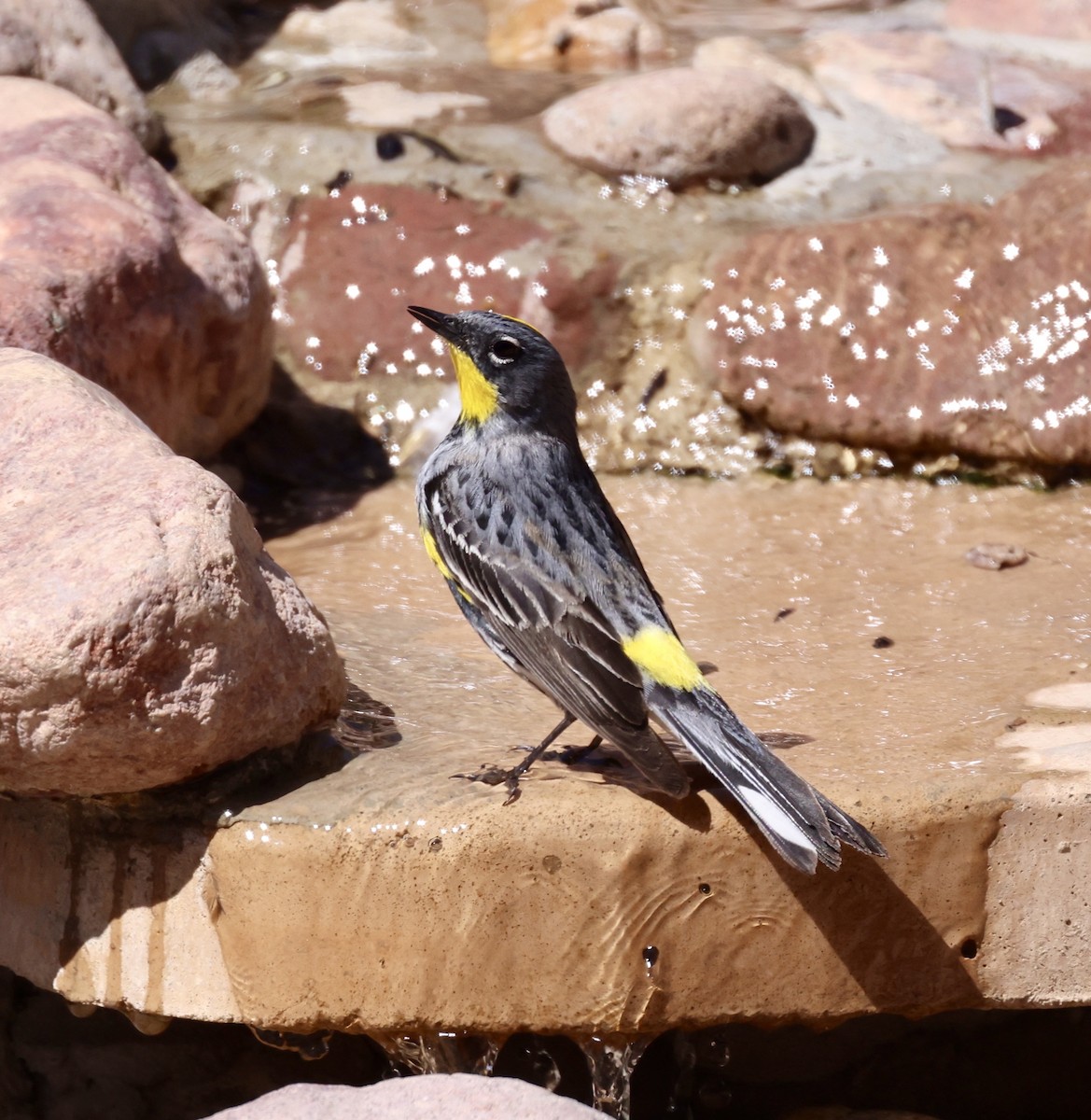 Yellow-rumped Warbler (Audubon's) - ML620357039