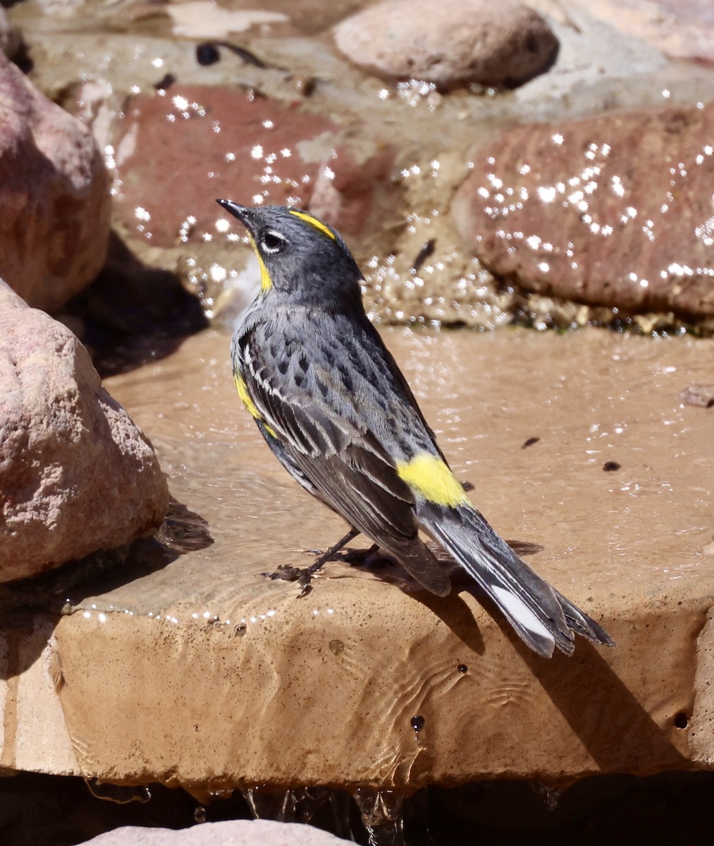 Yellow-rumped Warbler (Audubon's) - ML620357040